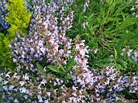 Sauge en fleur (prise a Lens)(2)